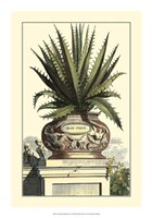Antique Munting Aloe I Fine Art Print