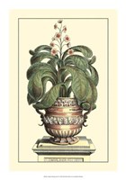Antique Munting Aloe II Fine Art Print