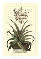 Antique Munting Aloe III Fine Art Print