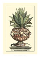 Antique Munting Aloe IV Fine Art Print