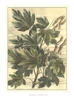 Weathered Maple Leaves I Fine Art Print