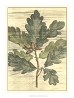 Weathered Oak Leaves I Fine Art Print