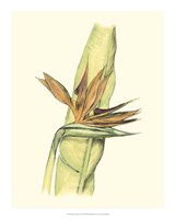 Elegant Tropics I Fine Art Print