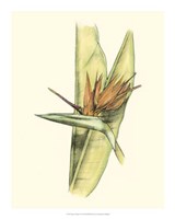 Elegant Tropics II Fine Art Print