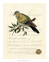 Romantic Dove I Fine Art Print