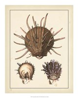 Antique Diderot Shells I Fine Art Print