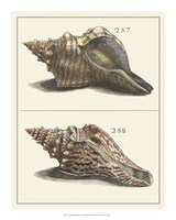 Seashell Menagerie II Fine Art Print