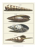 Seashell Menagerie III Fine Art Print