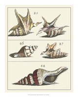 Seashell Menagerie IV Fine Art Print