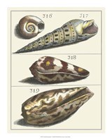 Seashell Menagerie V Fine Art Print