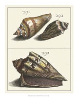 Seashell Menagerie VI Fine Art Print