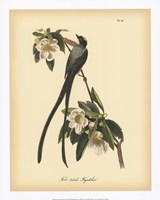 Fork-tailed Flycatcher Fine Art Print