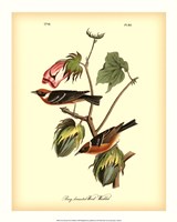 Bay Breasted Wood-Warbler by John James Audubon - 16" x 20"