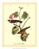 Bay Breasted Wood-Warbler Fine Art Print