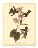 Anna Hummingbird Fine Art Print