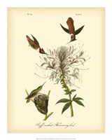 Ruff-neck Hummingbird Fine Art Print
