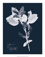 Impressions on Indigo I Fine Art Print