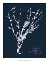 Impressions on Indigo II Fine Art Print