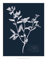 Impressions on Indigo III Fine Art Print