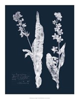 Impressions on Indigo IV Fine Art Print