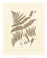 Sepia Ferns I Fine Art Print