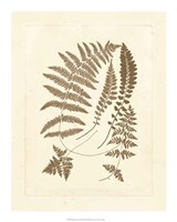 Sepia Ferns II Fine Art Print