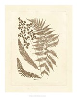 Sepia Ferns III Fine Art Print