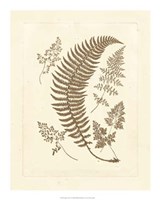 Sepia Ferns IV Fine Art Print