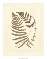 Sepia Ferns V Fine Art Print