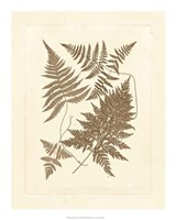 Sepia Ferns VI Fine Art Print