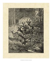 Vintage Roe Deer I Fine Art Print
