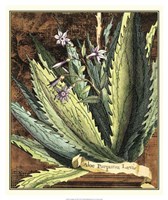 Graphic Aloe II Fine Art Print