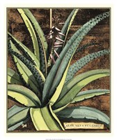 Graphic Aloe III Fine Art Print