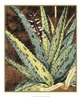 Graphic Aloe IV Fine Art Print