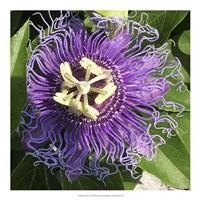 June's Treasure I Fine Art Print