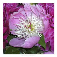 June's Treasure II Fine Art Print