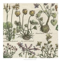 Delicate Garden I Fine Art Print