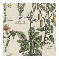 Delicate Garden II Fine Art Print