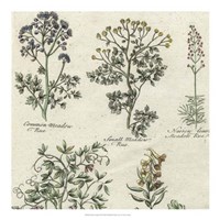 Delicate Garden III Fine Art Print