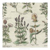 Delicate Garden IV Fine Art Print