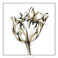 Tulip Sketch I Fine Art Print