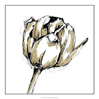 Tulip Sketch II Fine Art Print
