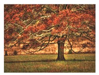 An Oak in the Cove Fine Art Print