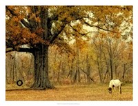 Lone Horse Grazing Fine Art Print