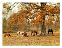 Calmly Grazing Fine Art Print