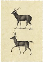 Vintage Deer II Framed Print