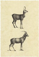 Vintage Antelope by Vision Studio - 14" x 20"