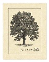 Vintage Tree I Fine Art Print