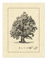 Vintage Tree III Fine Art Print