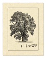 Vintage Tree IV Fine Art Print